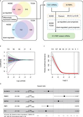 Construction and validation of a prognostic model with RNA binding protein-related mRNAs for the HBV-related hepatocellular carcinoma patients